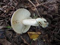 Lactarius pallescens image