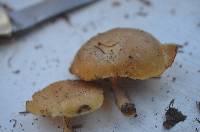 Leucoinocybe lenta image