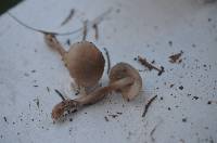 Leucoinocybe lenta image