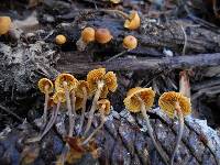 Xeromphalina cauticinalis image