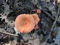 Lactarius nitidus image