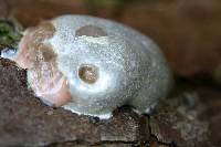 Reticularia lycoperdon image