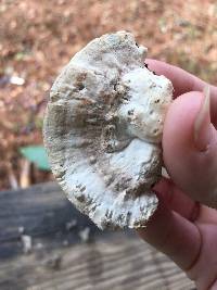 Trametes suaveolens image