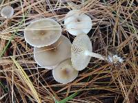 Clitocybe coniferophila image