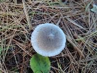 Tricholoma terreum image