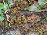 Peltigera praetextata image