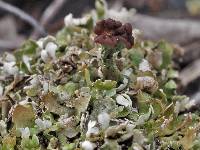 Cladonia subcariosa image