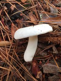 Russula perlactea image