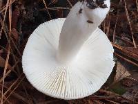 Russula perlactea image