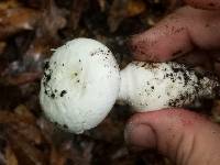 Amanita longipes image