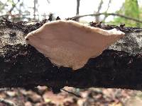 Trametes suaveolens image