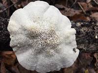 Trametes suaveolens image