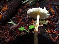 Lepiota magnispora image