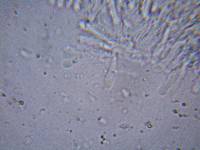 Rhizomarasmius pyrrhocephalus image
