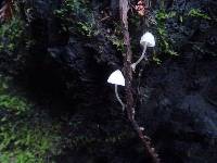 Mycena subcana image