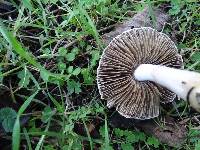 Inocybe ionocephala image