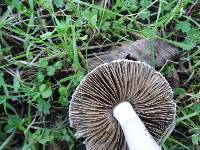 Inocybe ionocephala image