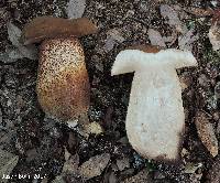 Tylopilus tabacinus image