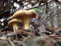 Cantharellus formosus image