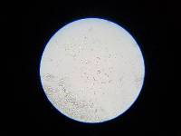 Hygrocybe nigrescens image