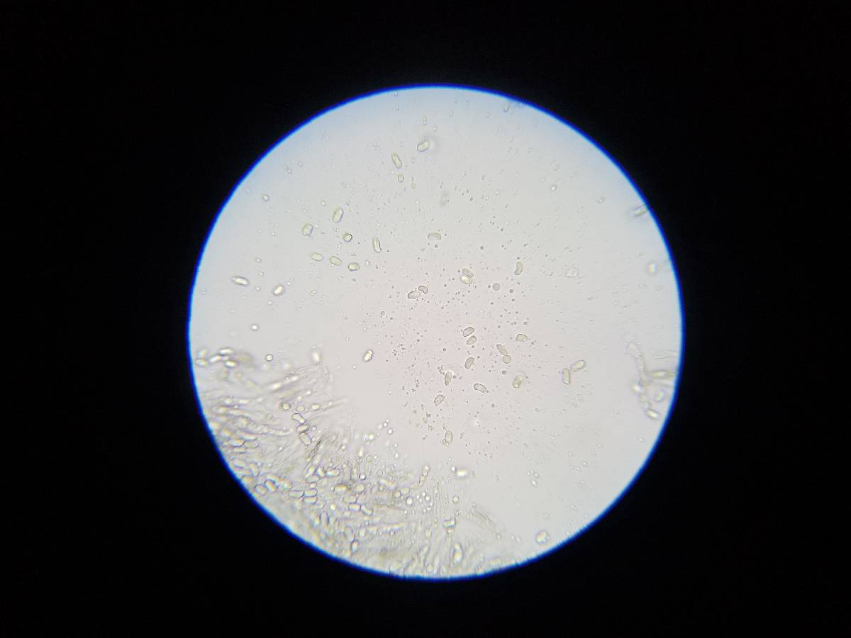 Hygrocybe nigrescens image