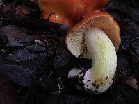 Hygrocybe laetissima image