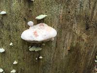 Leptoporus mollis image