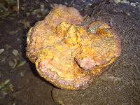 Ganoderma curtisii image
