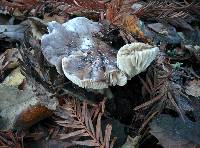 Tricholoma griseoviolaceum image