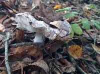 Tricholoma griseoviolaceum image