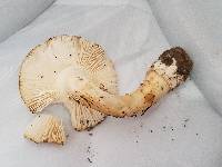 Amanita ameripanthera image