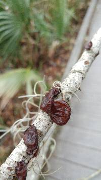 Exidia recisa image