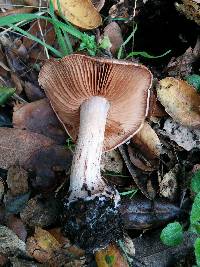 Cortinarius regalis image