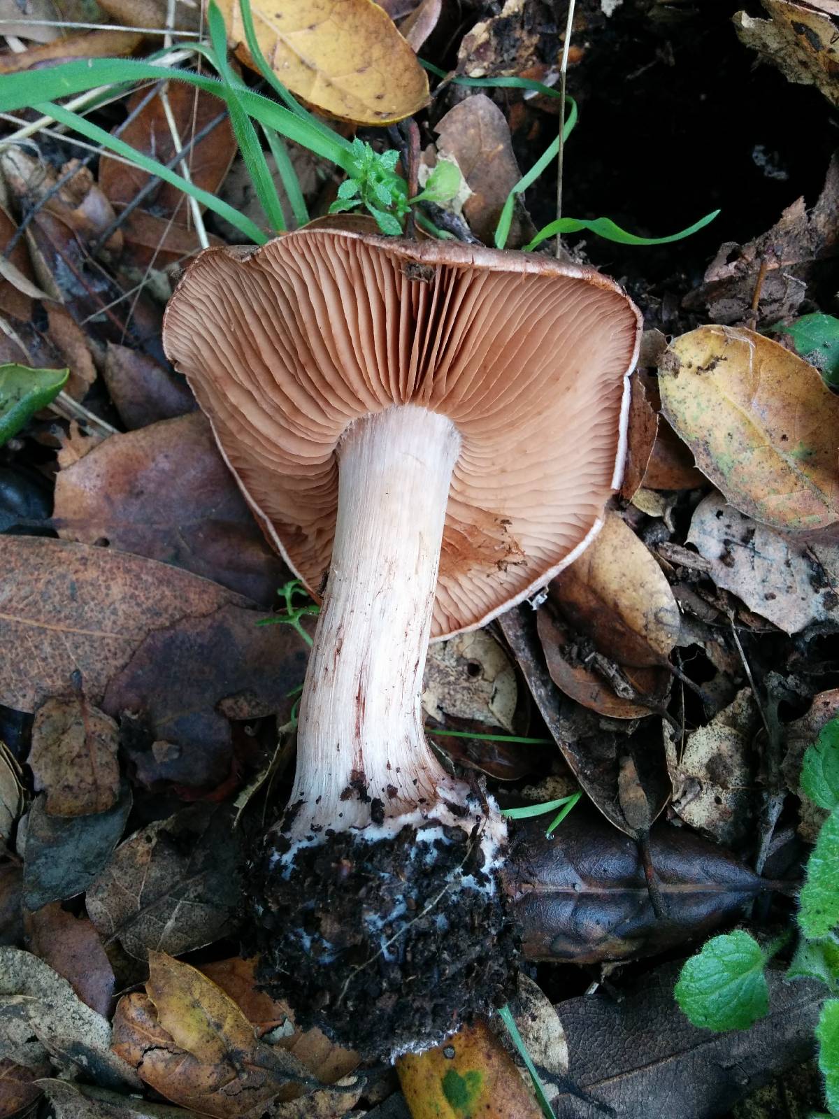 Cortinarius regalis image