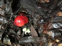 Hygrocybe laetissima image