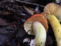 Hygrocybe laetissima image