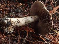 Agaricus hondensis image