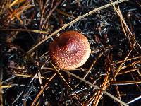 Cortinarius smithii image