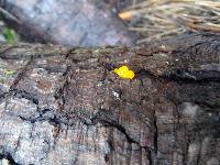 Dacrymyces stillatus image