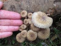 Armillaria fuscipes image