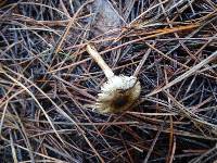 Inocybe fuscodisca image