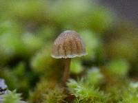 Mycena corticola image