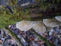 Trametes villosa image