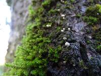 Mycena corticola image