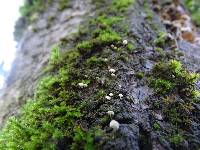 Mycena corticola image