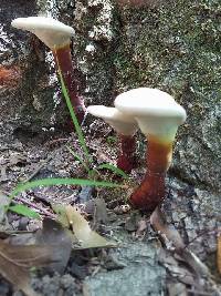 Ganoderma curtisii image