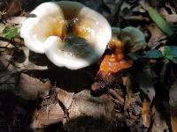 Ganoderma curtisii image