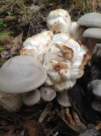 Entoloma abortivum image