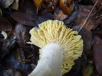 Russula basifurcata image