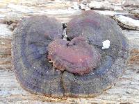 Ganoderma sessile image